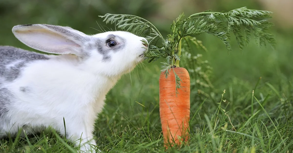 Rabbit Gnawing Behavior