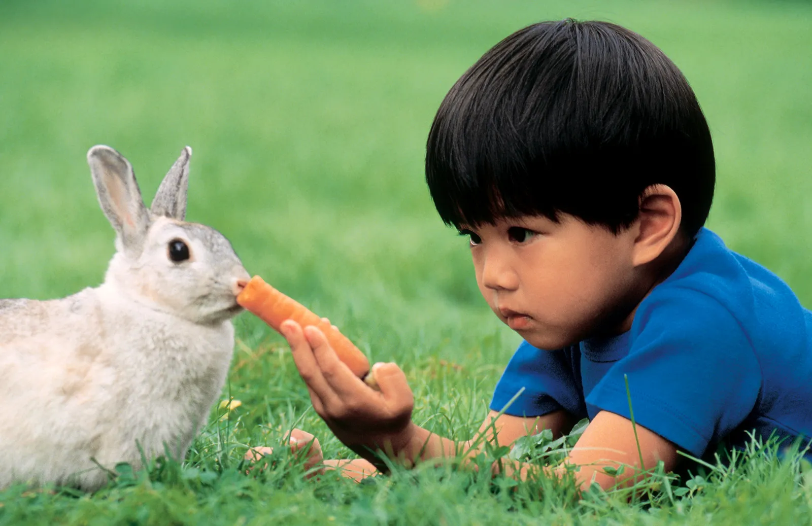 boy-carrot-pet-rabbit