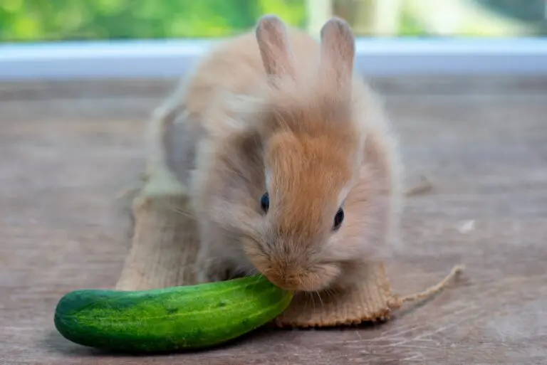 Can Rabbits Safely Consume Hamster and Gerbil Food?