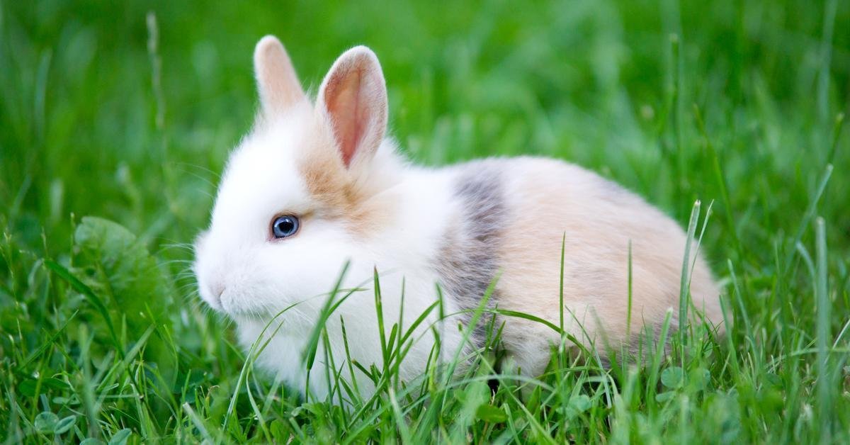 Rabbit Behavior