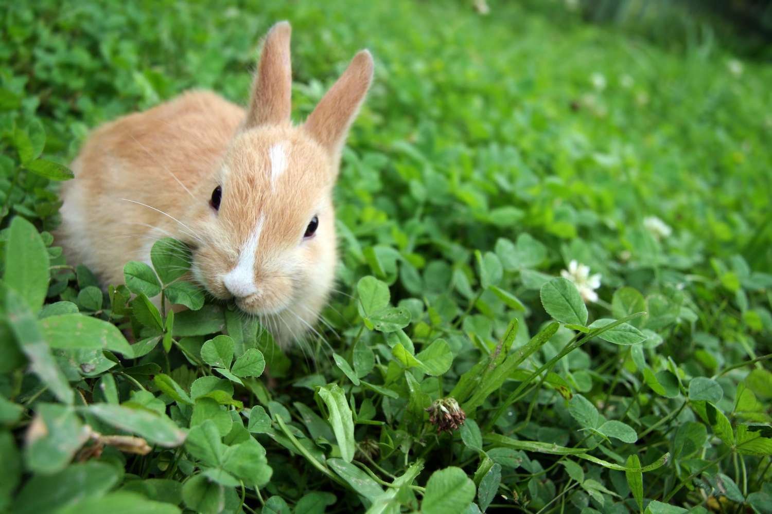 What Are Rabbits' Favorite Foods?