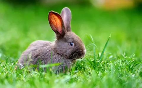 How long can rabbits go without food?