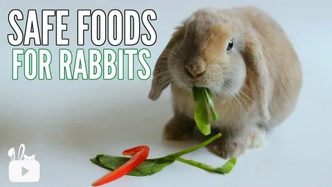 Can Guinea Pig Food Harm Rabbits?