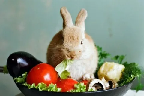 Healthy Food for Rabbits
