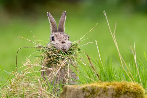 Best Foods for Wild Rabbits