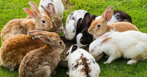 Rabbit Colonies