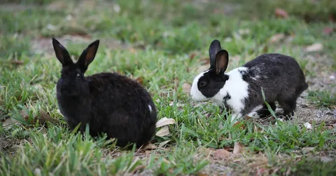 rabbit engergetic habit