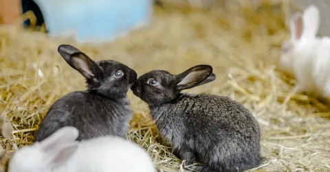 Reproductive Behaviors of rabbits