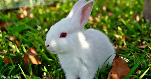 Adaptations in Domesticated Rabbits