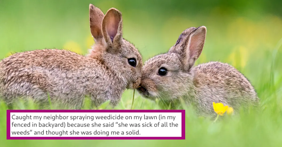 Understanding Rabbit Communication