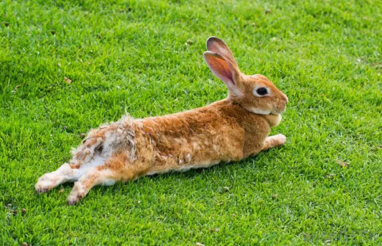 Why Water is Not Necessary for Rabbits ?