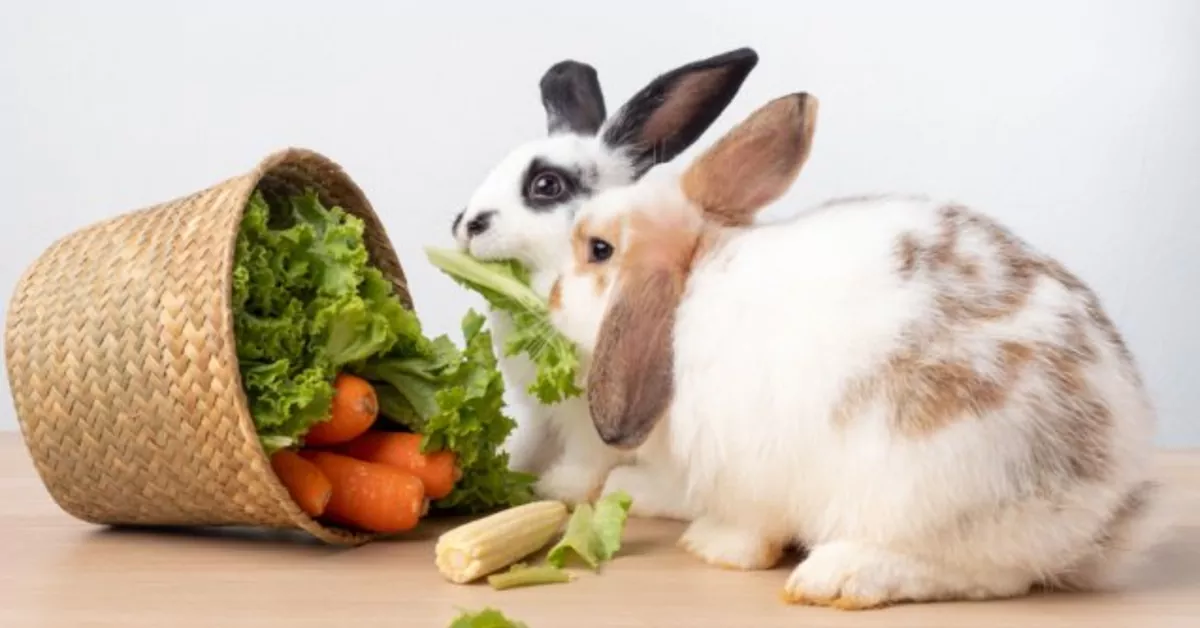 Importance of Proper Nutrition for Rabbits